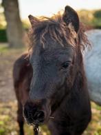 Appaloosa merrie en zwartbruin hengstveulen, Dieren en Toebehoren, Pony's, Niet van toepassing, 0 tot 2 jaar, A pony (tot 1.17m)