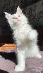 Red shell Maine coon  uit shaded lijnen met stamboom, Dieren en Toebehoren, Katten en Kittens | Raskatten | Langhaar, Poes, Ingeënt