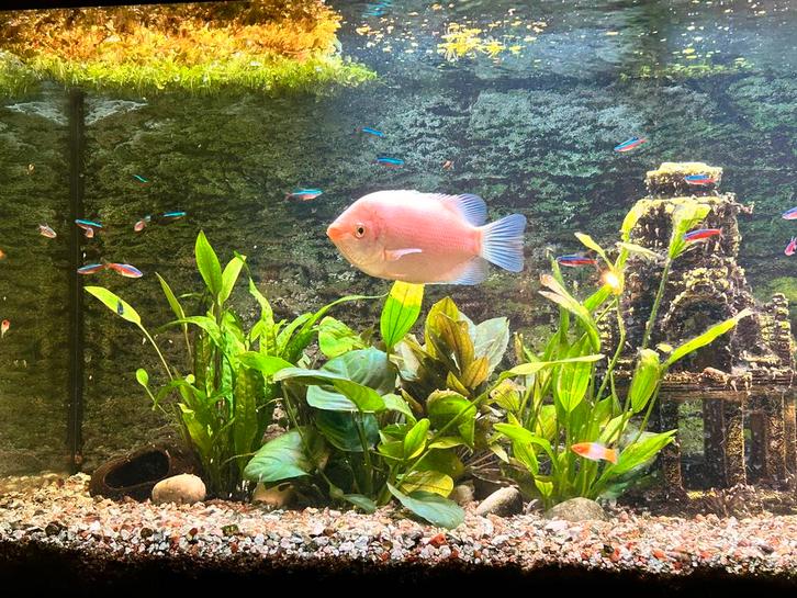 volwassen zoenvis man Helostoma temminckii, Dieren en Toebehoren, Vissen | Aquariumvissen, Vis