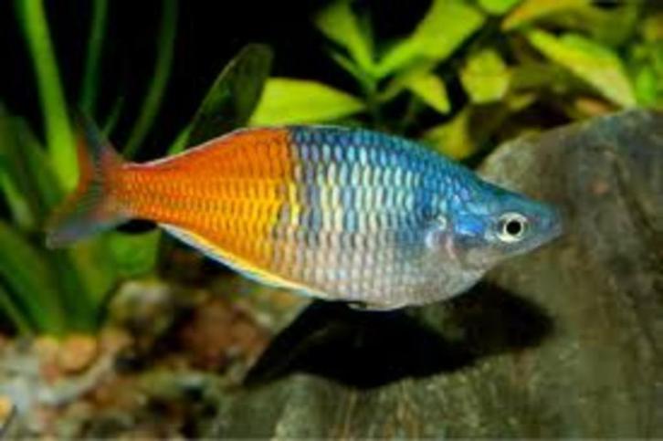 Gezocht Regenboogzalmen voor opvang, Dieren en Toebehoren, Vissen | Aquariumvissen, Zoetwatervis, Vis, Schoolvis