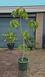 vijgenboom, Tuin en Terras, Planten | Fruitbomen, Ophalen, Lente, Volle zon, In pot