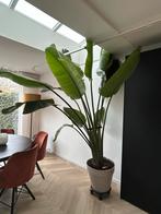 Grote Strelitzia kamerplant, Huis en Inrichting, Kamerplanten, Ophalen, 200 cm of meer, Overige soorten, Halfschaduw