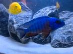 Malawi cichlide, Dieren en Toebehoren, Vissen | Aquariumvissen, Vis