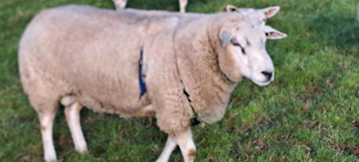 swifter ram, Dieren en Toebehoren, Schapen, Geiten en Varkens, Schaap, Mannelijk, 0 tot 2 jaar
