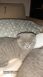 Schattige kittens te koop, Dieren en Toebehoren, Meerdere dieren, Kortharig, 0 tot 2 jaar