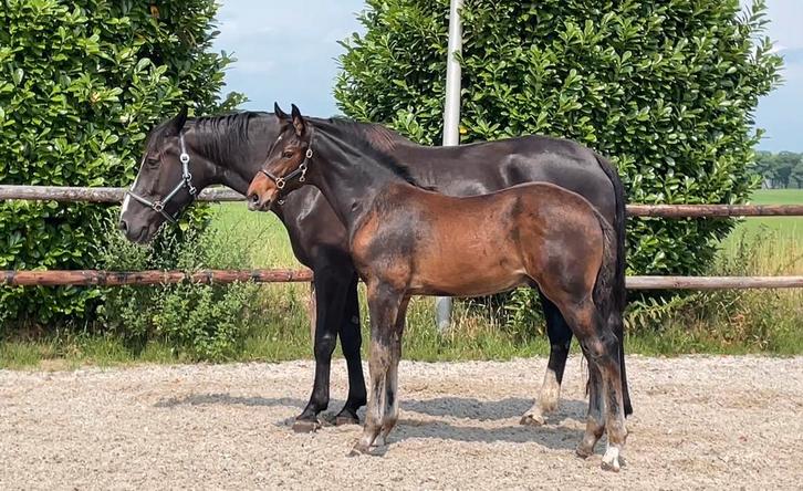 Hengstveulen v. On the spot x Elite sport spr v. Starpower, Dieren en Toebehoren, Paarden, Hengst, Niet van toepassing, 170 tot 175 cm