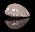 Schelpen: Cypraea angustata 25mm (F+++/Gem) Australië, Ophalen of Verzenden, Schelp(en)
