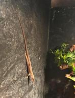 Roodkeel anolis / Anolis carolinensis, Hagedis