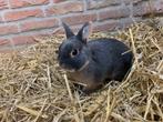 Mooi kleurdwerg tan blauw rammetje I153-5435, Dieren en Toebehoren, Konijnen, Mannelijk, Dwerg