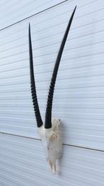 Grote schedel SPIESBOK / ORYX - met kiezen - ref. F, Ophalen, Gebruikt, Wild dier, Schedel