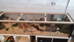 Hamsterscaping invl inrichting, Overige typen, Hamster, Minder dan 60 cm, 110 cm of meer