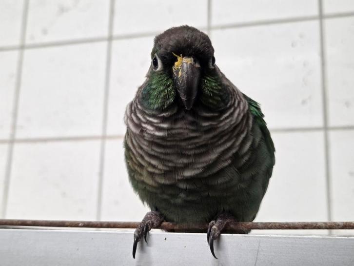 Diverse vogels aangeboden, Dieren en Toebehoren, Vogels | Parkieten en Papegaaien, Parkiet, Meerdere dieren, Tam