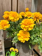 Tagetes Patula geel “afrikaantjes”, Ophalen of Verzenden, Voorjaar, Volle zon, Zaad