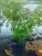 Blauwe garnalen, Kreeft, Krab of Garnaal, Zoetwatervis