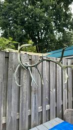 Wanddecoratie - gewei van een hert - decoratie, Huis en Inrichting, Ophalen, Gebruikt