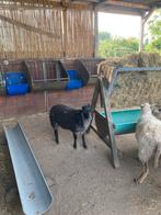 2 ooi lammetjes en een ram lam, Dieren en Toebehoren, Schapen, Geiten en Varkens