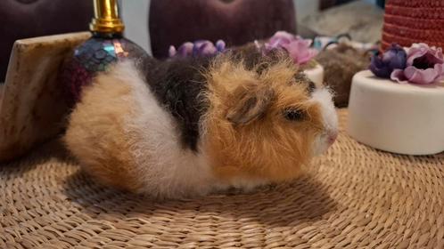 Aangeboden jonge  CH teddy cavia zeugje, Dieren en Toebehoren, Knaagdieren, Vrouwelijk, Cavia, Juli, Tam