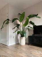 Sterilitzia Nicolai - Paradijsvogelplant, Ophalen, 200 cm of meer, Overige soorten, Halfschaduw