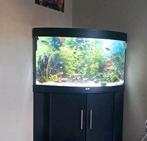 Juwel hoek aquarium met inhoud, Dieren en Toebehoren, Ophalen, Zo goed als nieuw, Gevuld zoetwateraquarium