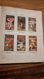 Verkade album Paddenstoelen - Dr. Jac. P. Thijsse, Antiek en Kunst, Antiek | Boeken en Bijbels, Ophalen of Verzenden, Dr. Jac. P. Thijsse