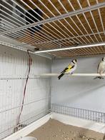 Koppel putters., Dieren en Toebehoren, Vogels | Overige Vogels, Meerdere dieren, Wildzangvogel