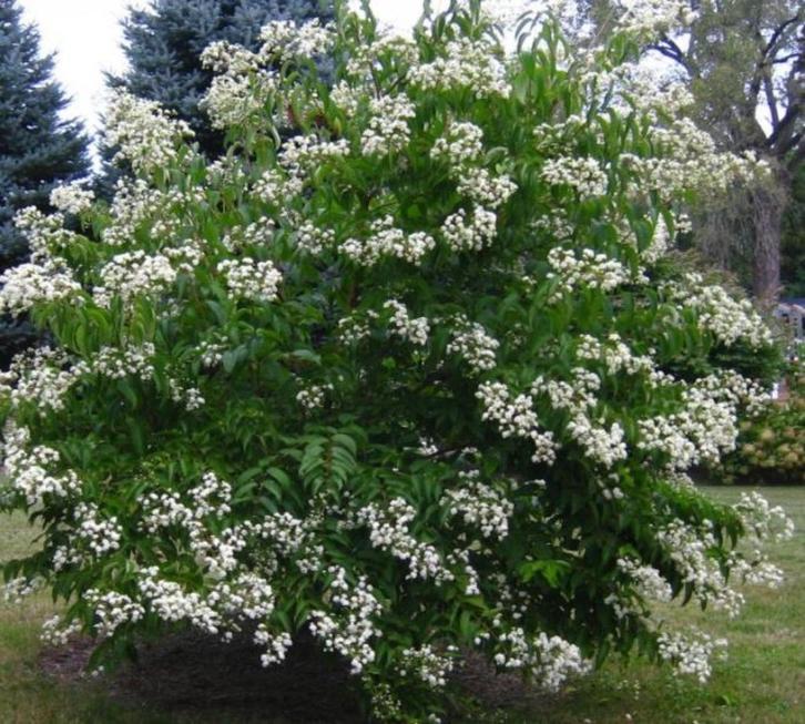 Heptacodium miconioides-7 zonenstruik-najaarsbloeier!!bijen!, Tuin en Terras, Planten | Tuinplanten, Ophalen of Verzenden