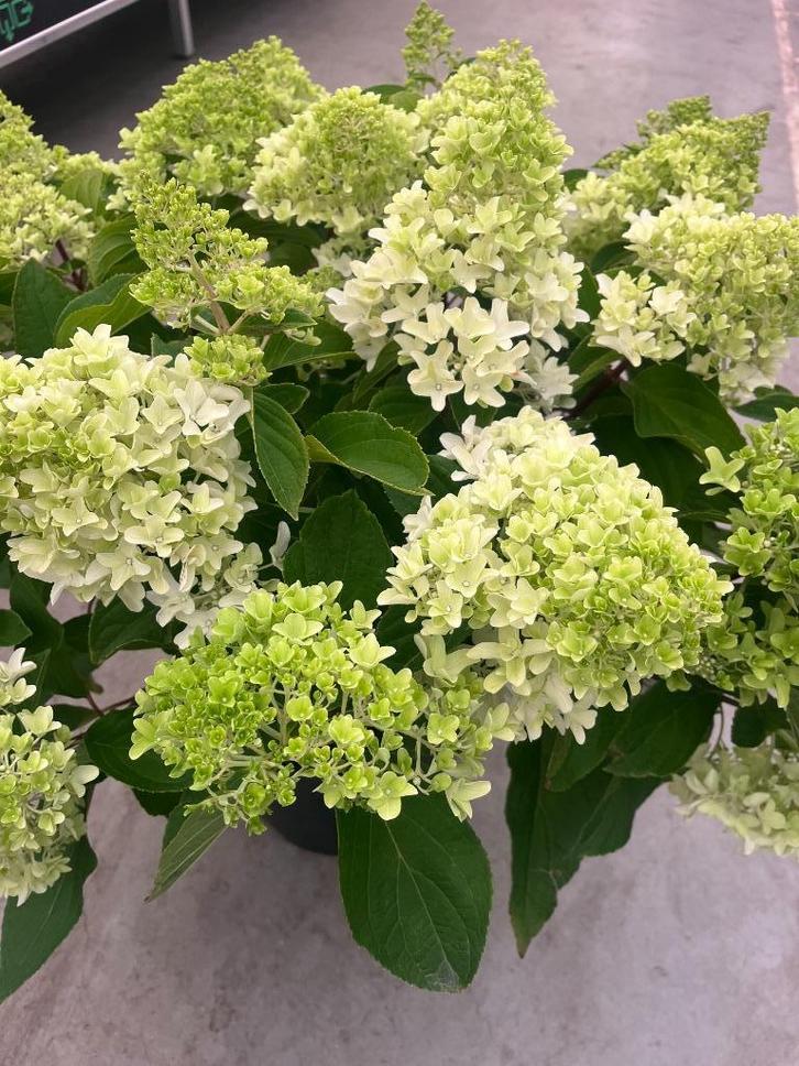 HORTENSIA 'LITTLE SPOOKY' dwerg pluimhortensia, € 7,95 p.st., Tuin en Terras, Planten | Tuinplanten, Vaste plant, Overige soorten