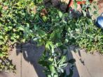 Vlinderstruiken paars, Tuin en Terras, Planten | Tuinplanten, Overige soorten, Volle zon, Vaste plant, Ophalen of Verzenden