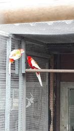 Koppel rubino rosella s ( ov), Dieren en Toebehoren, Meerdere dieren, Parkiet, Geringd