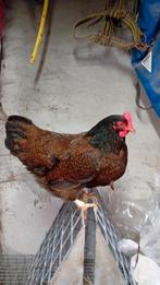 Kippen, Dieren en Toebehoren, Pluimvee, Vrouwelijk, Kip