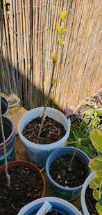 hibiscus althea stek, Tuin en Terras, Planten | Struiken en Hagen, Overige soorten, Struik, Ophalen, 100 tot 250 cm