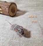 Texelse muizen langhaar satijn rex blauw grijs astrex albino, Dieren en Toebehoren, Knaagdieren, Muis, November, Meerdere dieren