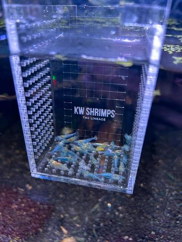 Blue jelly neocaridina siergarnalen beschikbaar voor biedingen