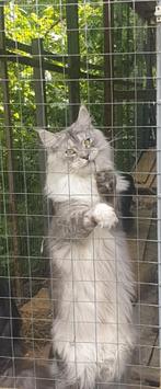 XXL  Blouw Maine coon poes uit Rusland met staamboom, Poes, Gechipt, 0 tot 2 jaar