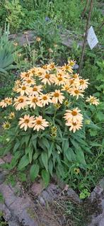 Echinacea Sungold - Zonnehoed Goudgeel, Ophalen of Verzenden, Voorjaar, Volle zon, Zaad