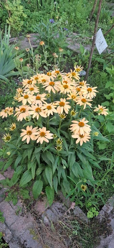 Echinacea Sungold - Zonnehoed Goudgeel, Tuin en Terras, Bloembollen en Zaden, Zaad, Voorjaar, Volle zon, Ophalen of Verzenden
