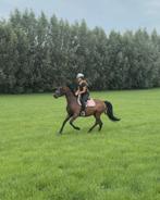 Volpension stalling + pony te lease, Dieren en Toebehoren, Stalling en Weidegang, 1 paard of pony