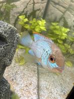 Electric bleu acara, Vis