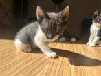 2 kittens Manelijk over ze zijn al 12 weken, Meerdere dieren, Ontwormd