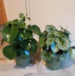 PeperomiaPolybotrya en Peperomia Argyreia (Geluk plant), Huis en Inrichting, Kamerplanten, Ophalen, Halfschaduw, Minder dan 100 cm
