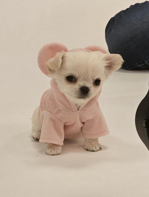 2 Chihuahua pups beschikbaar met FCI stamboom, Dieren en Toebehoren, Honden | Chihuahua's en Gezelschapshonden, Meerdere dieren