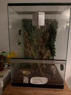 2 wimpergekkos compleet met terarium, Dieren en Toebehoren, Reptielen en Amfibieën | Toebehoren, Ophalen, Zo goed als nieuw