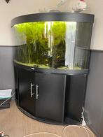 JUWEL TRIGION 350 liter zwart, Dieren en Toebehoren, Vissen | Aquaria en Toebehoren, Ophalen, Gebruikt, Gevuld zoetwateraquarium