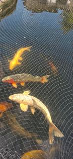 Koi / karper/vijvervissen, Dieren en Toebehoren, Vissen | Vijvervissen, Karper of Koi