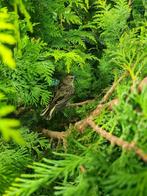 koppels kardinaals, Dieren en Toebehoren, Vogels | Overige Vogels, Meerdere dieren, Tropenvogel, Geringd
