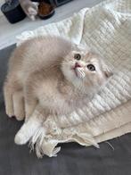 Britse Korthaar Kittens, Poes