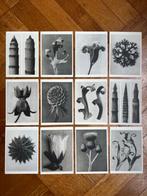 Plantstudie 3 – 12 wandkunstkaarten A6, Info@olphy.nl, Ophalen of Verzenden, Nvt, Nieuw