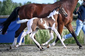 Te koop veulens BONT en SPORT gericht gefokt met Top origine beschikbaar voor biedingen