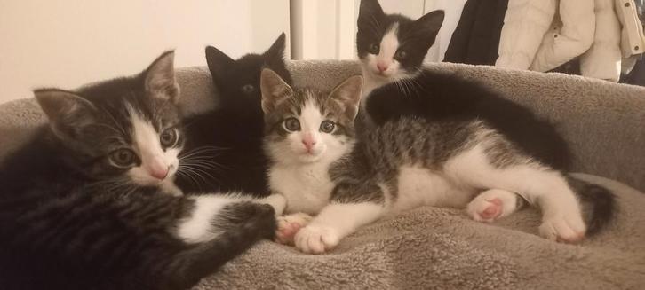 Lieve Kittens, Dieren en Toebehoren, Katten en Kittens | Overige Katten, Kortharig, Meerdere dieren, 0 tot 2 jaar