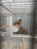 4 timbrado's, Dieren en Toebehoren, Vogels | Kanaries, Mannelijk, Zangkanarie